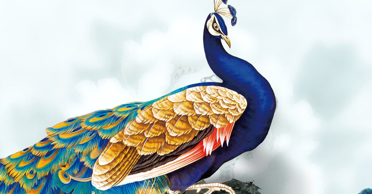 高清蓝孔雀装饰画打印写真喷绘画像psd模版jpg其它设计服务