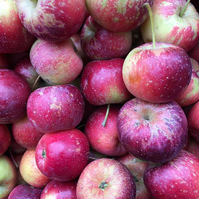 东北沙果果包大秋丰果龙丰果新鲜哈尔野生水果其它