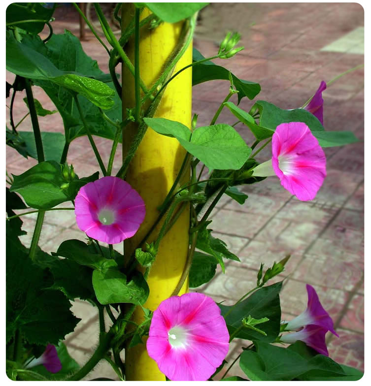 种子牵牛花花种学生四季朝颜攀爬植物花籽花卉家庭园艺种子