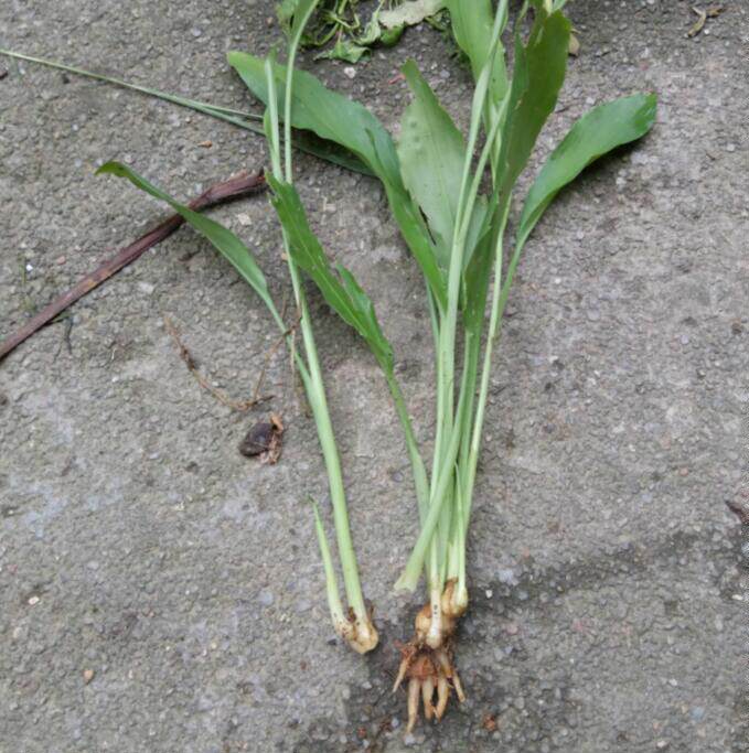 三七姜三七种苗包邮白三七姜叶田七竹叶姜七绿植