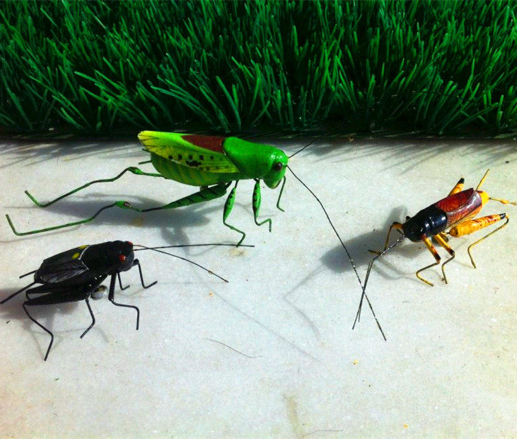 动物模型仿真昆虫蛐蛐蟋蟀会场布置手工玩具仿真