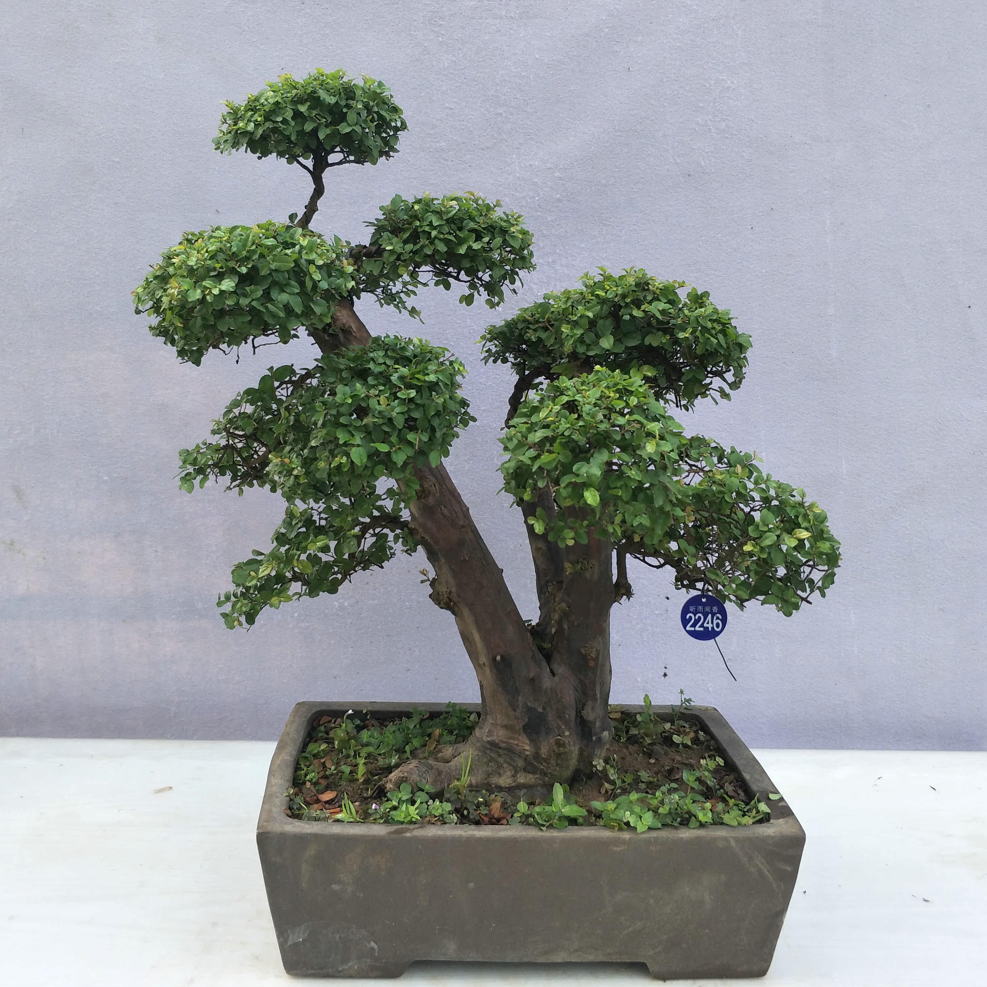 雀梅盆景盆栽树苗树桩绿植造型室内