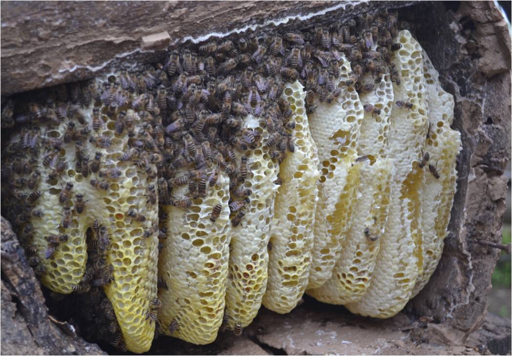 🐝陕西秦岭深山纯天然土蜂蜜农家自产野生蜂蜜枣蜜荆条蜜1000g包邮