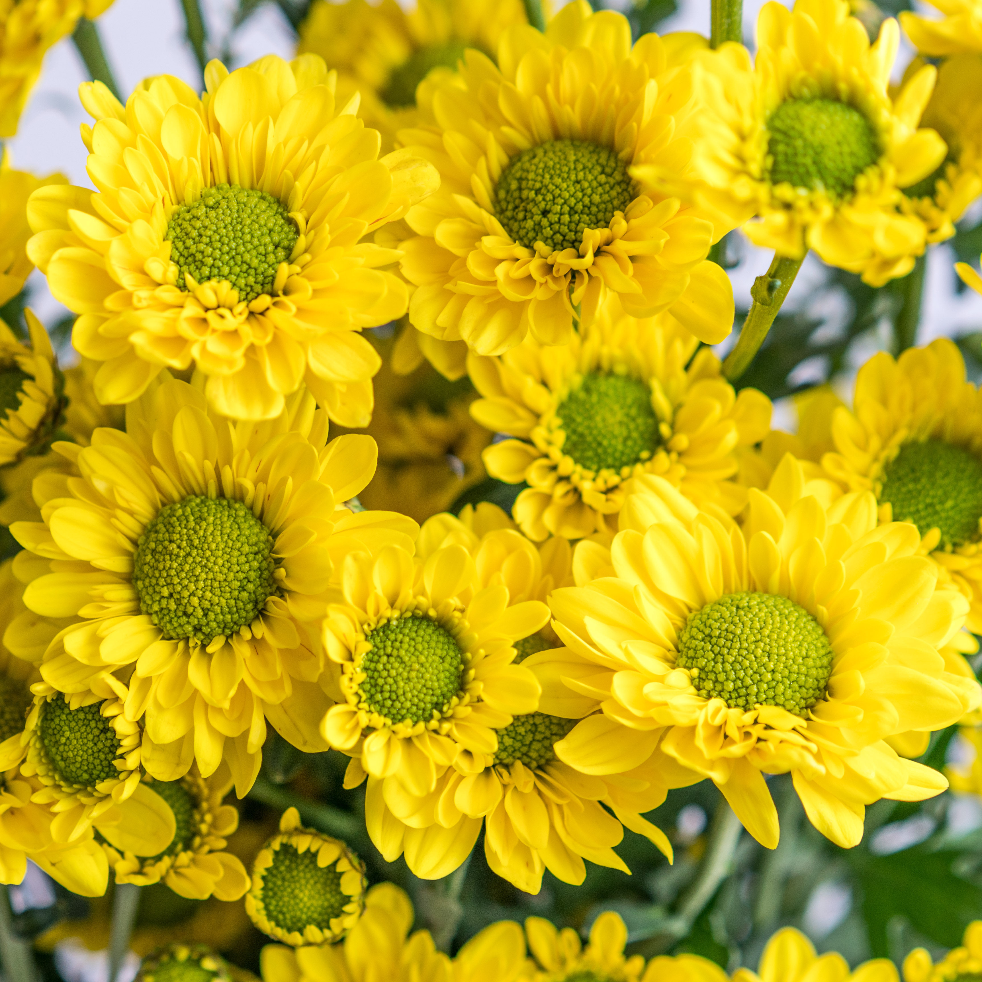 小雏菊纽扣菊小云南昆明鲜花基地地直批斗南直批鲜花速递同城
