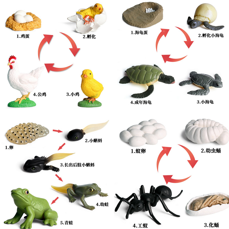 动物蝴蝶成长周期仿真模型青蛙乌龟蚂蚁蚊子仿真