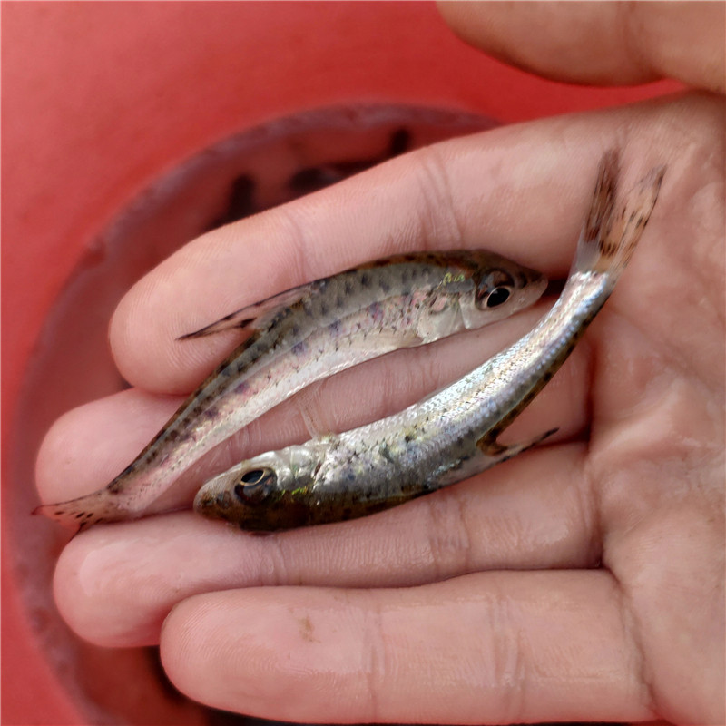 鱼苗花骨季郎鱼鸡骨郎卢季鱼鸡虾苗麻花活体淡水鱼