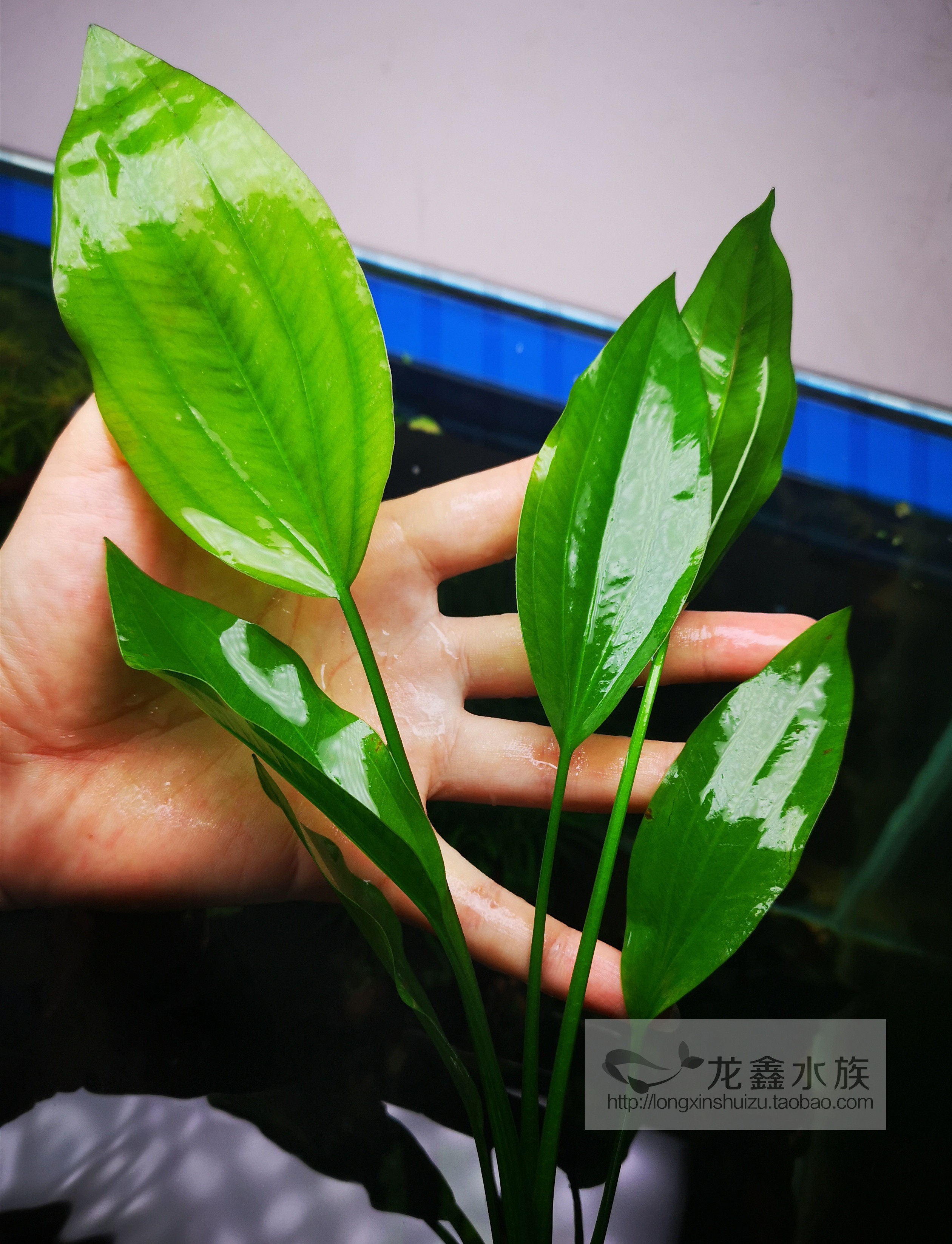 皇冠水草雅尼阿根廷易活ada造景中后后景水草