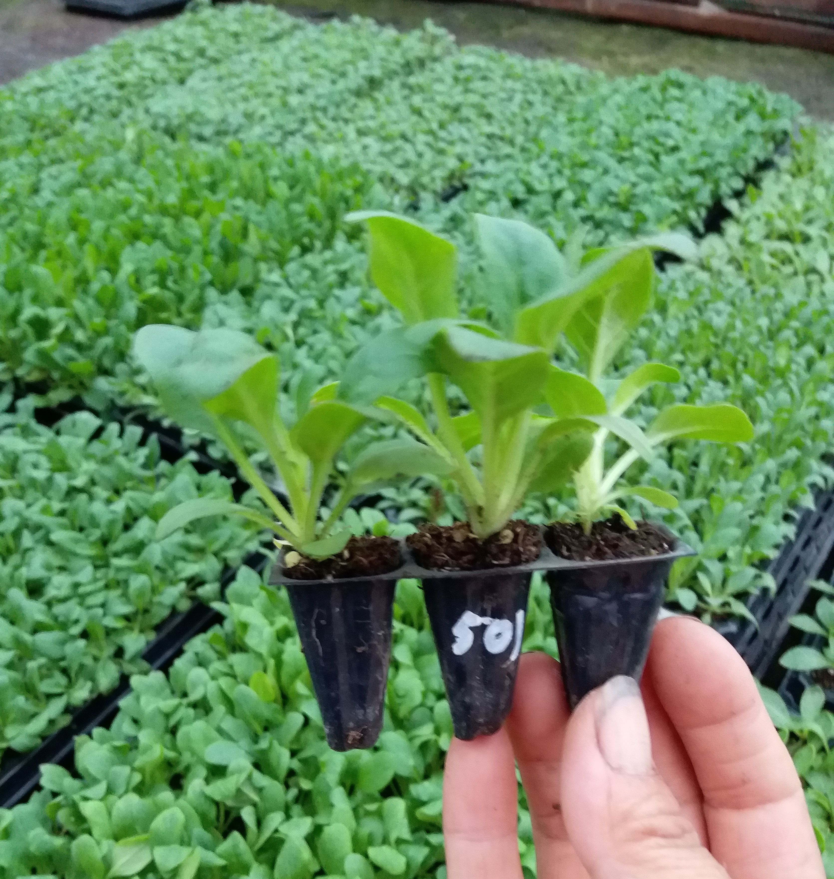 矮牵牛花苗海市蜃楼庭院植物阳台花卉四季开花耐寒种苗200穴新苗