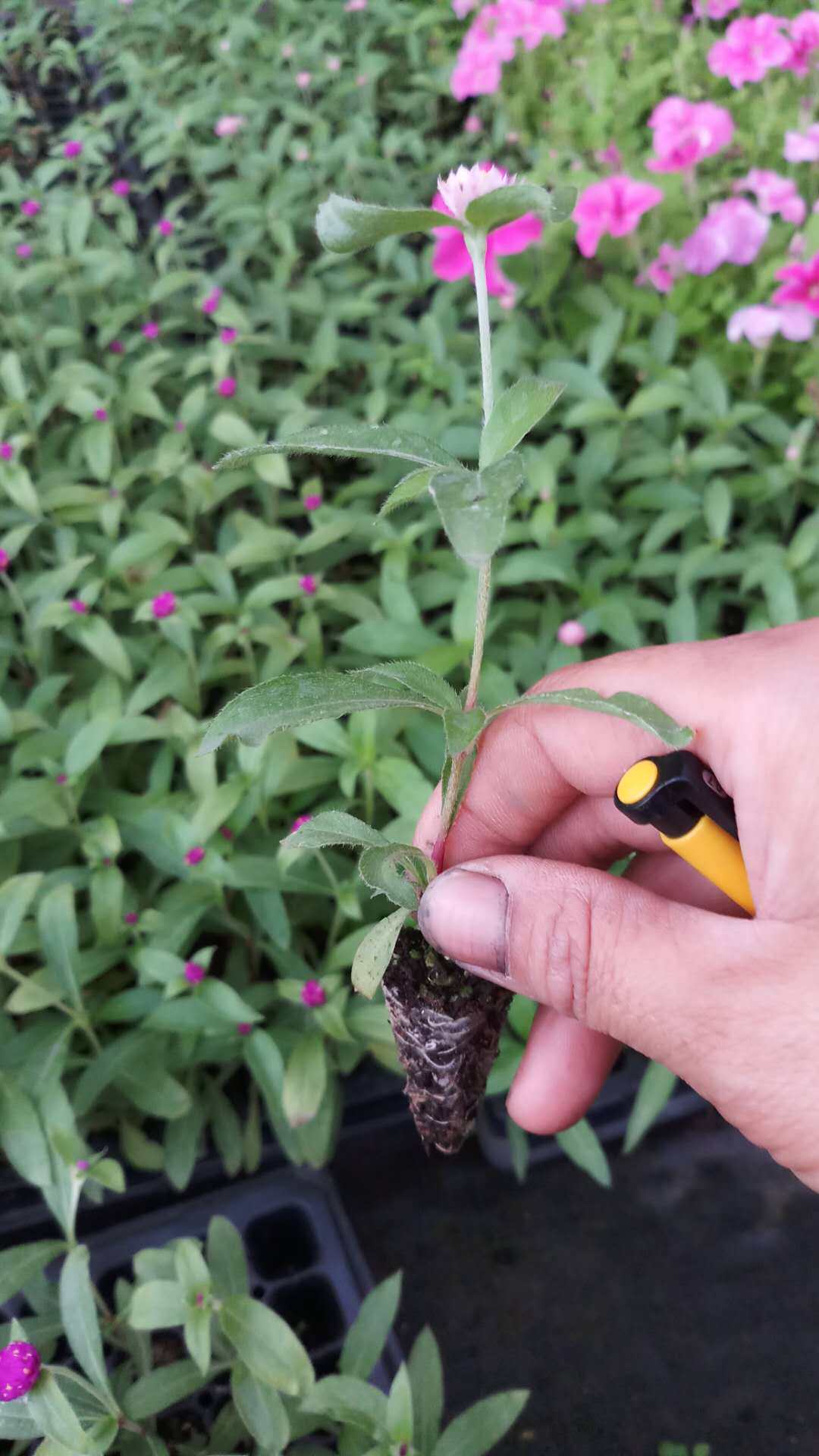 千日红花苗庭院植物阳台花卉多年生耐热盆栽地栽花苗200穴盘苗