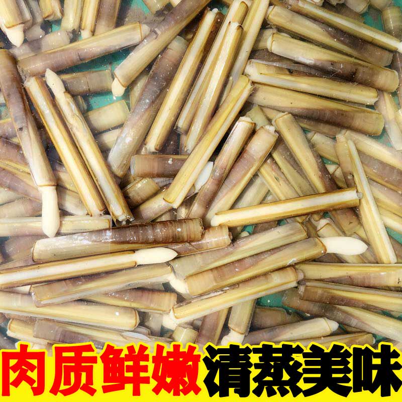 海鲜鲜活新鲜野生竹节连云港竹蛏蛏王手指火锅蛏子