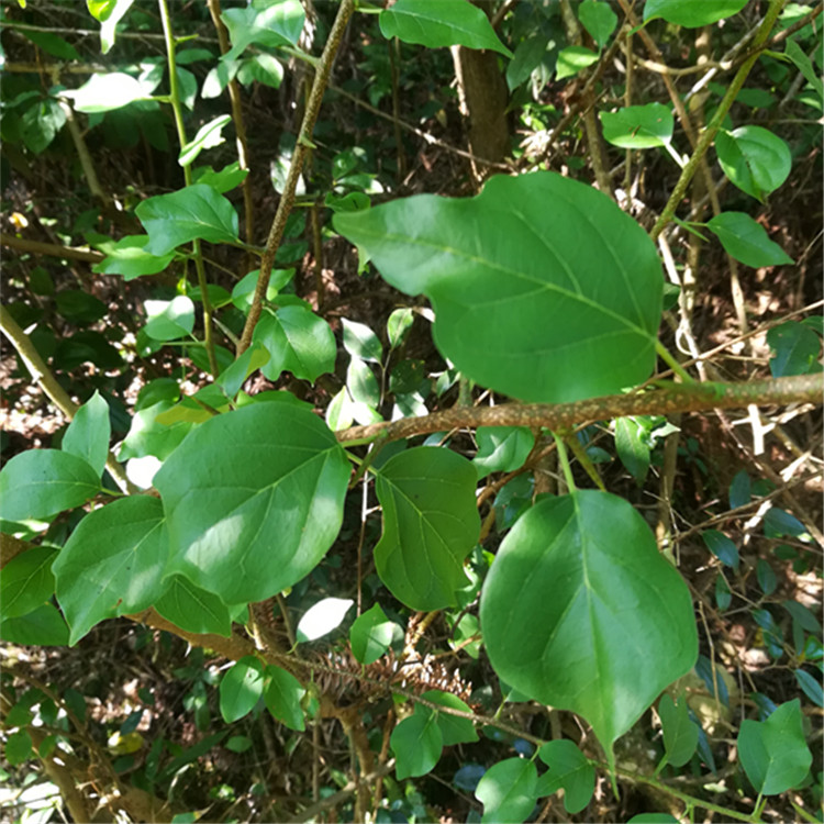 黄蛇退壳植物的别名图片