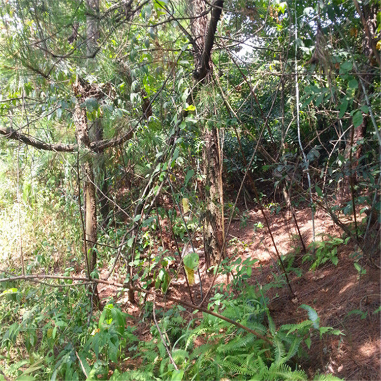 掌叶树莓根500克野生新鲜现挖牛奶果根角公莓根食用固肾精补肚