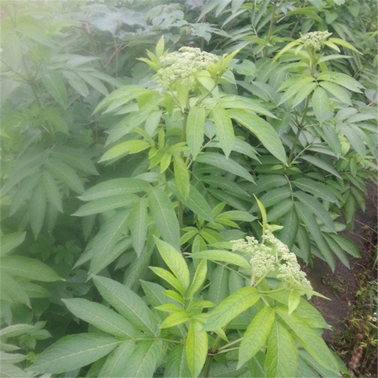 野生新鲜陆英500g 接骨草走马风蒴藋中草药材500g正品现挖现发