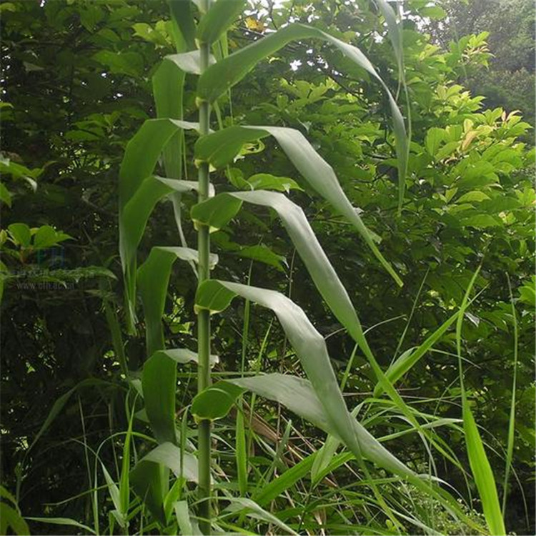 新鲜芦竹根 野生芦荻头野生新鲜楼梯杆中药材清热泻火