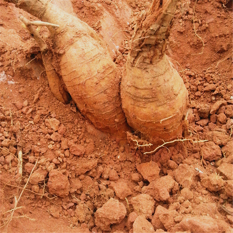 5斤正宗纯天然野生新鲜葛根粉葛中药材现拍现挖煲汤包邮