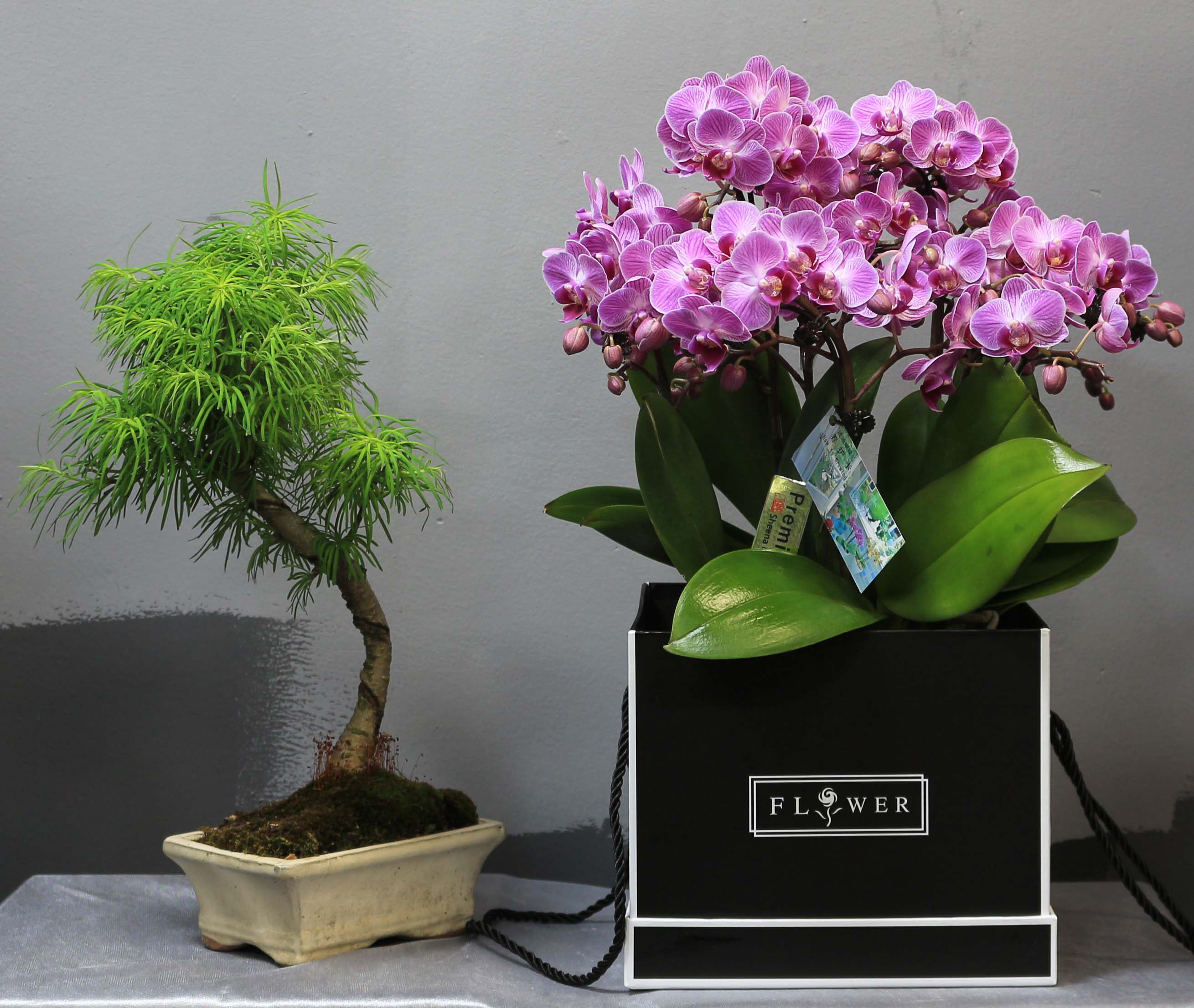 仅配送上海日本礼盒蝴蝶兰盆栽送生日乔迁教师38节客户亲朋好友