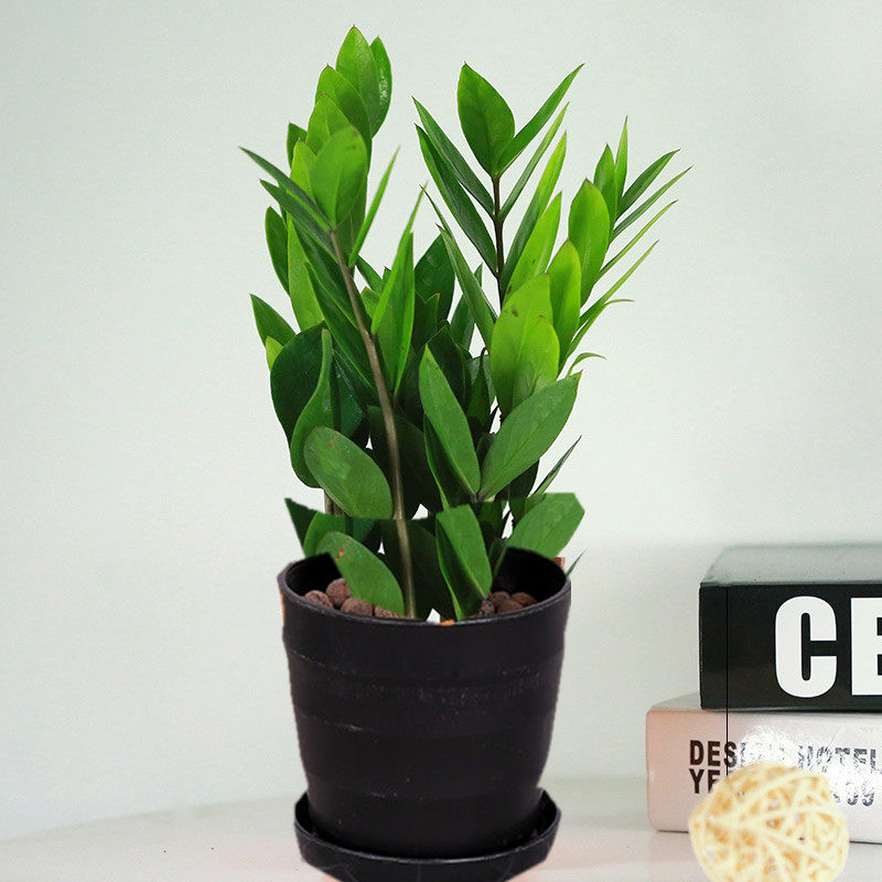 金钱树摇钱树室内客厅大绿植盆栽盆景花卉吸甲醛观叶招财植物包邮