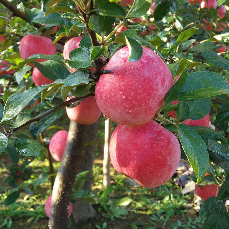 苹果水果鸡冠果酸平果萍果新鲜低糖应季果冻苹果