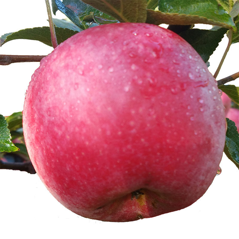 苹果水果鸡冠果酸平果萍果新鲜低糖应季果冻苹果