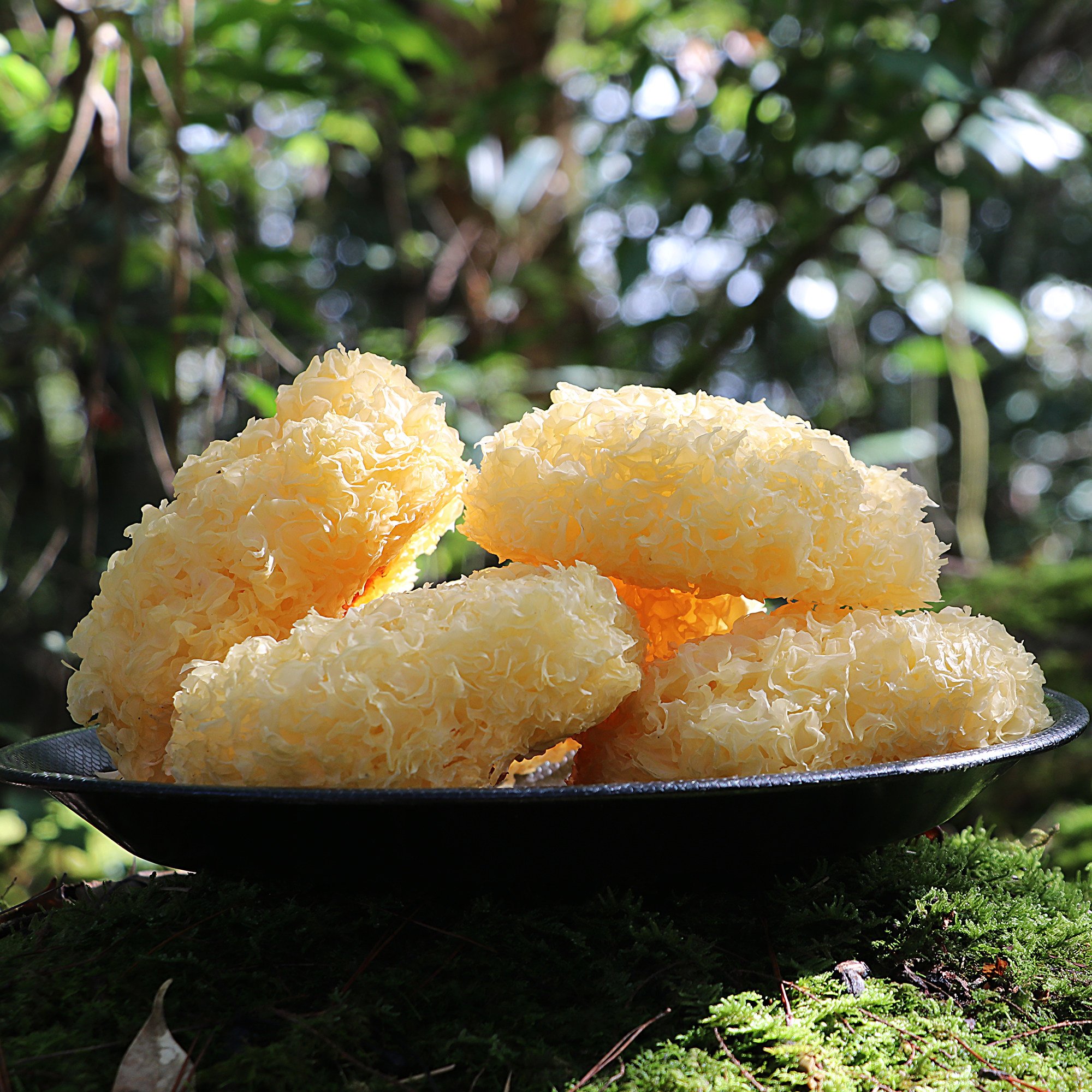 云夕银耳古田银耳干货白木耳雪耳新鲜银耳糯非丑耳莲子羹特产250g