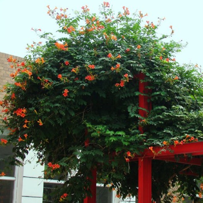 凌霄庭院绿化爬藤植物花苗大花阳台楼顶攀援观叶