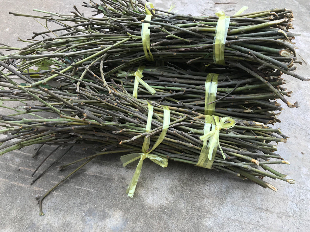 满50元包邮新鲜桂枝尖桂枝条肉桂枝规格大小按要求500g