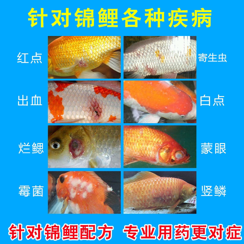 锦鲤身烂尾点净白点净治疗鱼药万能药烂鲤鱼杀菌其他益生菌