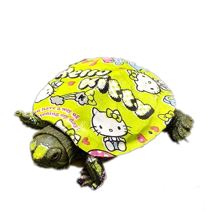 小乌龟小彩小号乌龟缸养龟缸七彩水陆别墅彩色龟