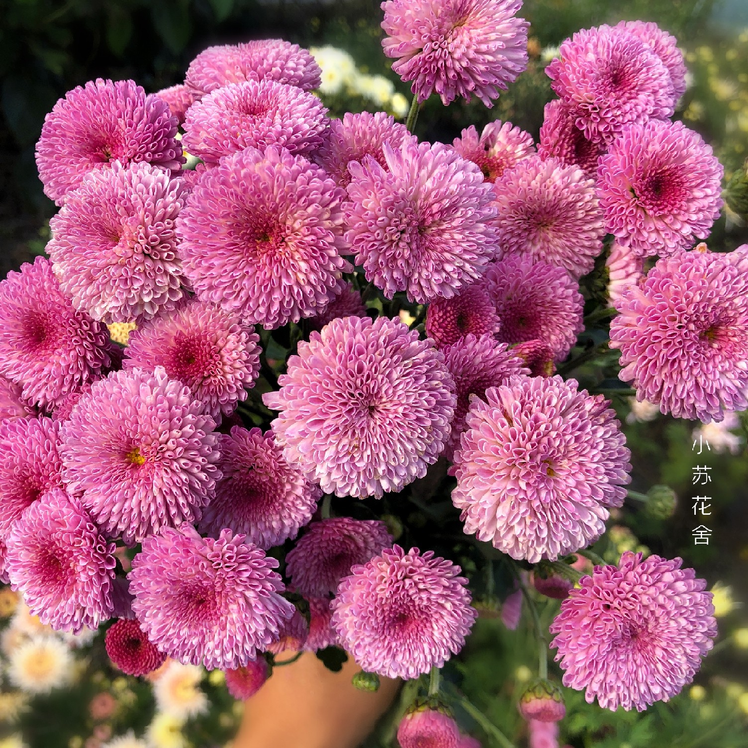 菊花小苏花舍花苗jx22进口小菊秋菊爆盆庭院花卉