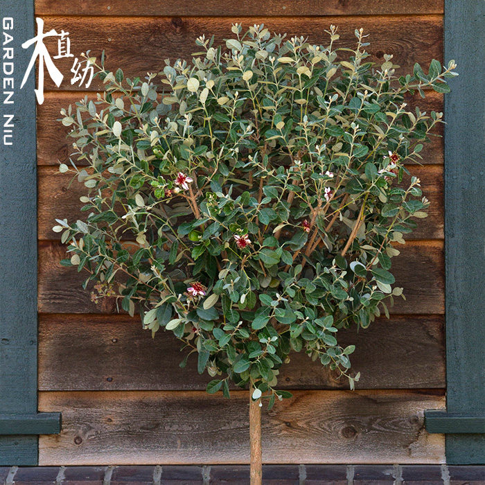 菲油盆栽植拗家庭果树庭院阳台常绿丛生棒棒糖观叶