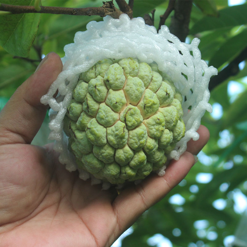新鲜释迦果凤梨番荔枝大果佛头果水果