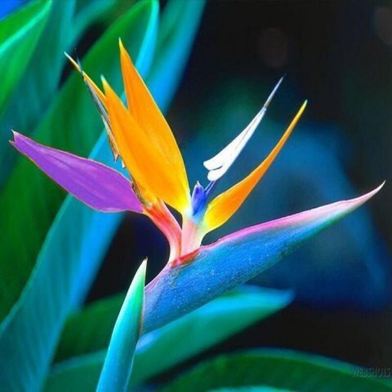 甲醛室内真花四季辐射鹤望兰花卉绿植天堂鸟水培绿植