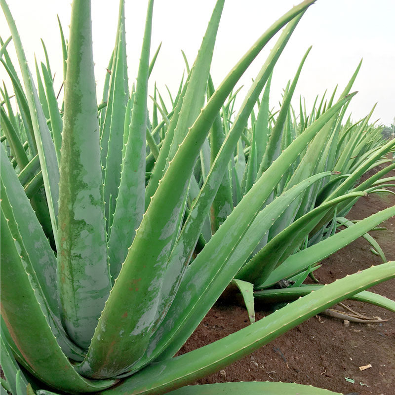 美国国库拉索盆栽绿植芦荟新鲜采摘美容食用绿植