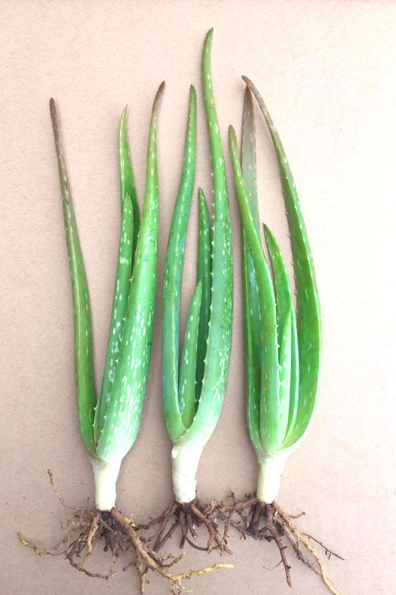 美国库拉索芦荟绿植小苗盆栽净化空气美容食用包邮 - 芦荟之家