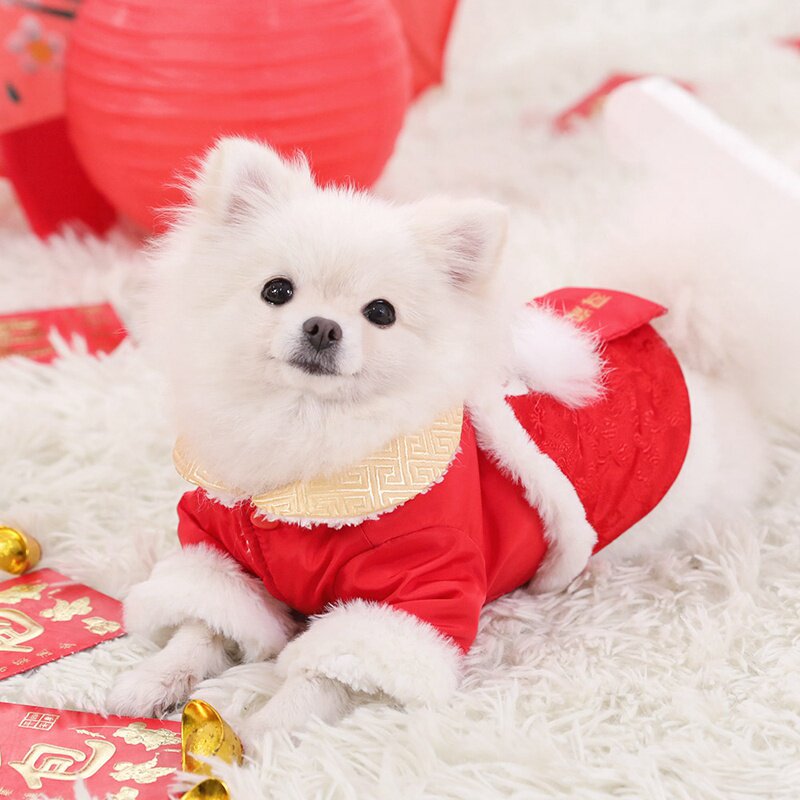 博美冬装加厚喜庆过年宠物小型衣服熊小型迪比宠物服装
