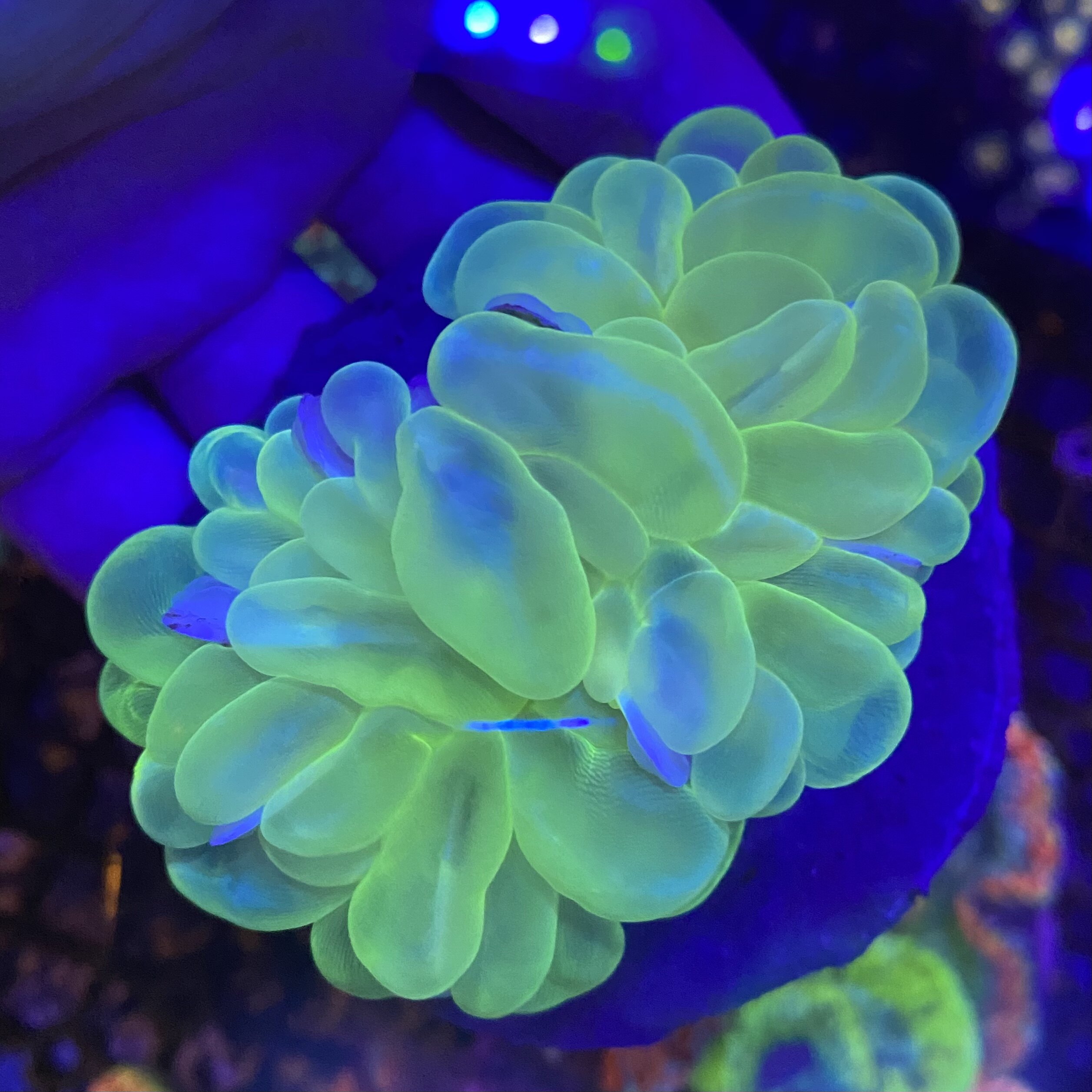 气泡沙巴白气泡荧光米粒珊瑚珊瑚海海水观赏鱼小丑鱼鱼