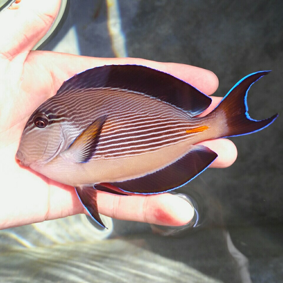 美国红海骑士海水观赏鱼活体珊瑚小丑鱼鱼