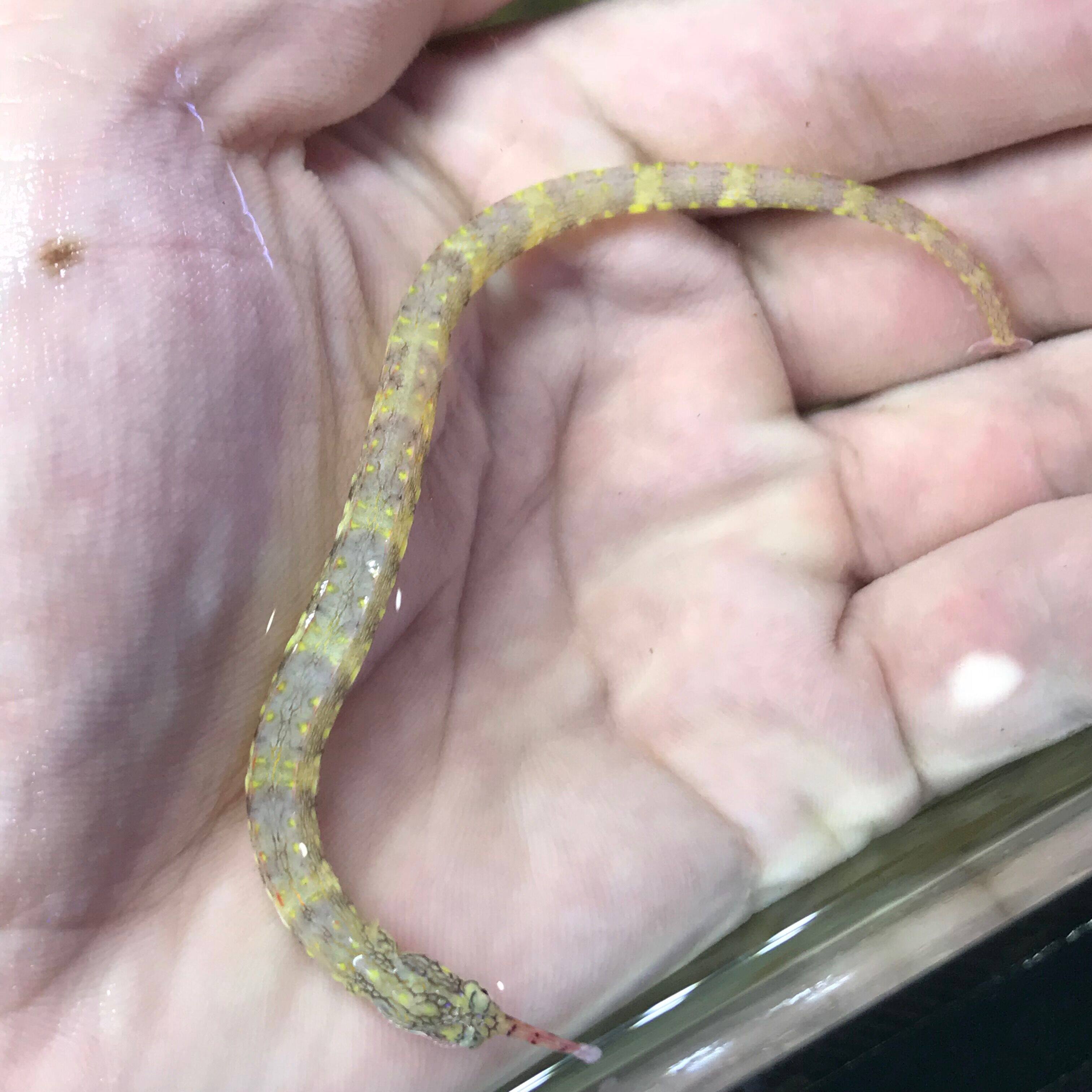 红尾斑节海龙海水观赏鱼小丑鱼活体珊瑚鱼