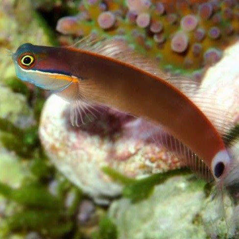 小丑虾虎海水观赏鱼小丑鱼蓝吊活体珊瑚鱼