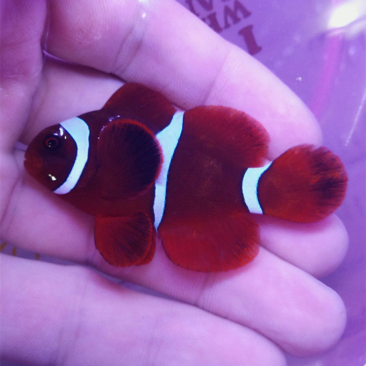 透红装金海水观赏鱼小丑鱼活体珊瑚公子金透红鱼