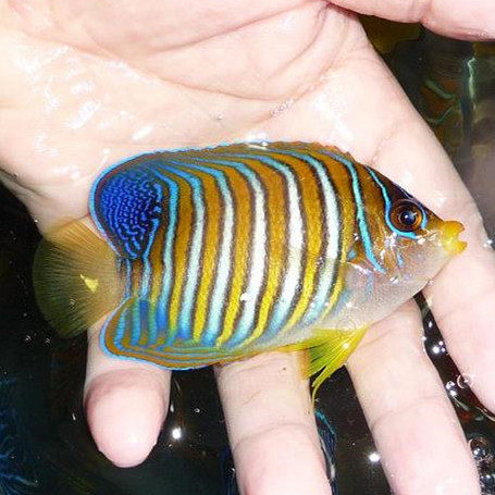 毛巾bb金毛巾海水观赏鱼黄金活体珊瑚小丑鱼鱼