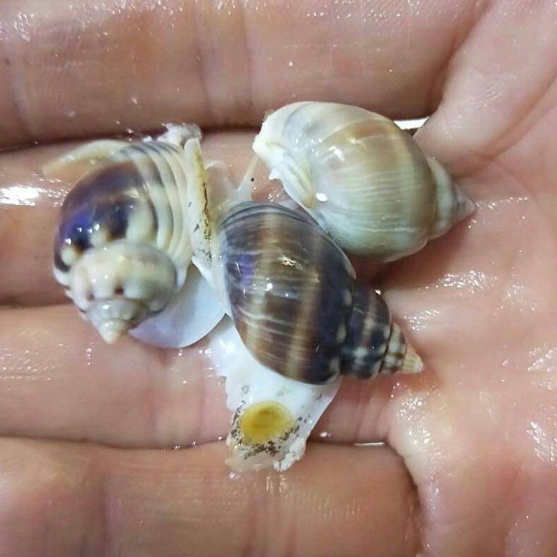 螺翻长鼻翻砂沙螺海水小丑鱼活体珊瑚食藻海星鱼