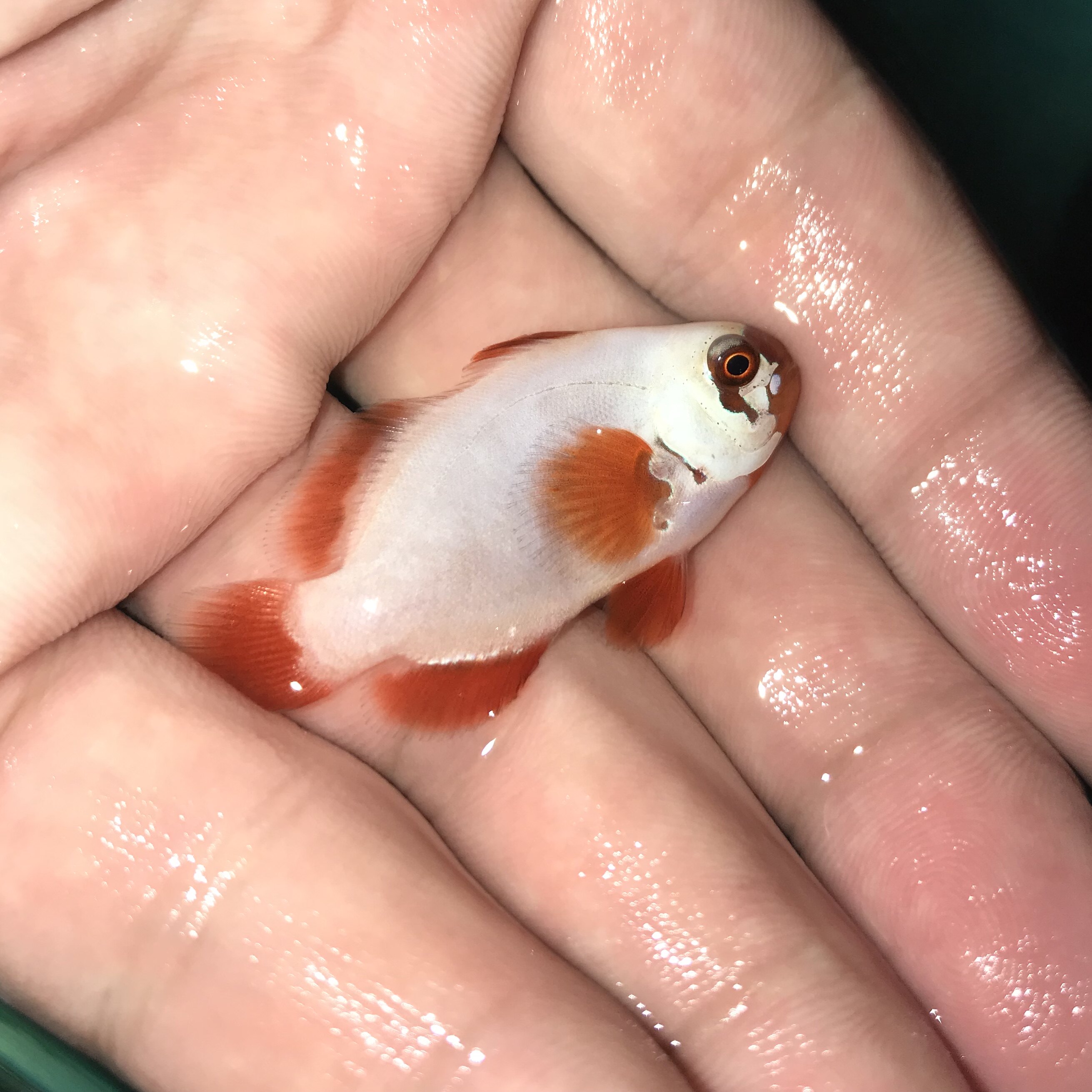 人工白金金砖透红海水观赏鱼小丑鱼活体珊瑚鱼