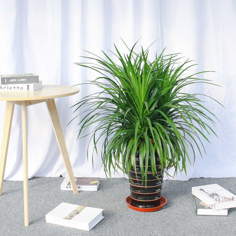 南宁之意龙血盆栽龙铁室内植物荫生耐阴好养大型绿植