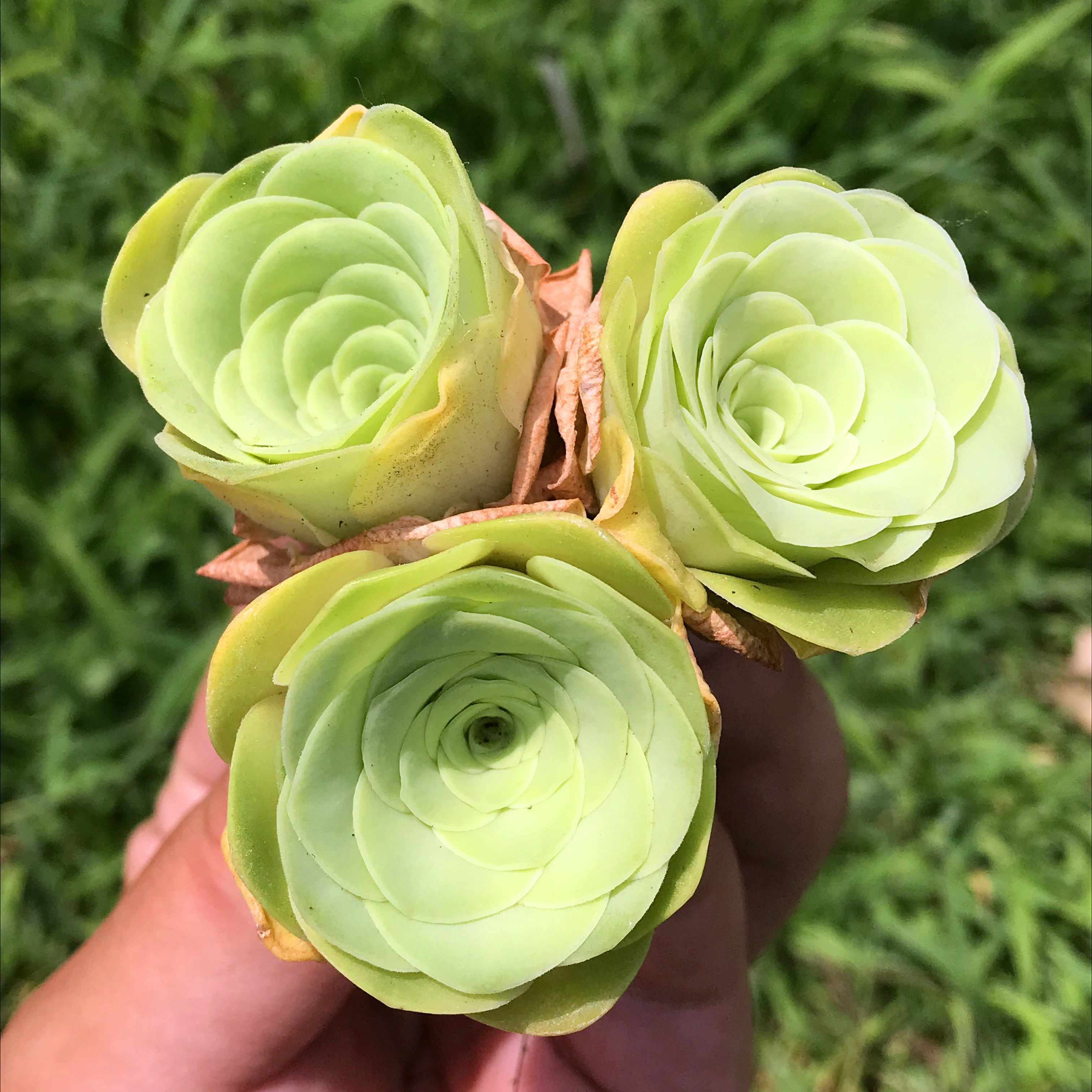 山地玫瑰植物多肉阿罗罗拉安吉拉黄玫瑰实生特价多肉植物