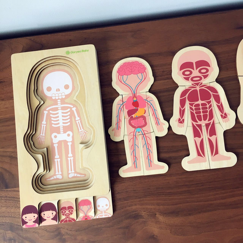 拼图goryeobaby儿童木质人体器官结构模型立体幼儿园拼图