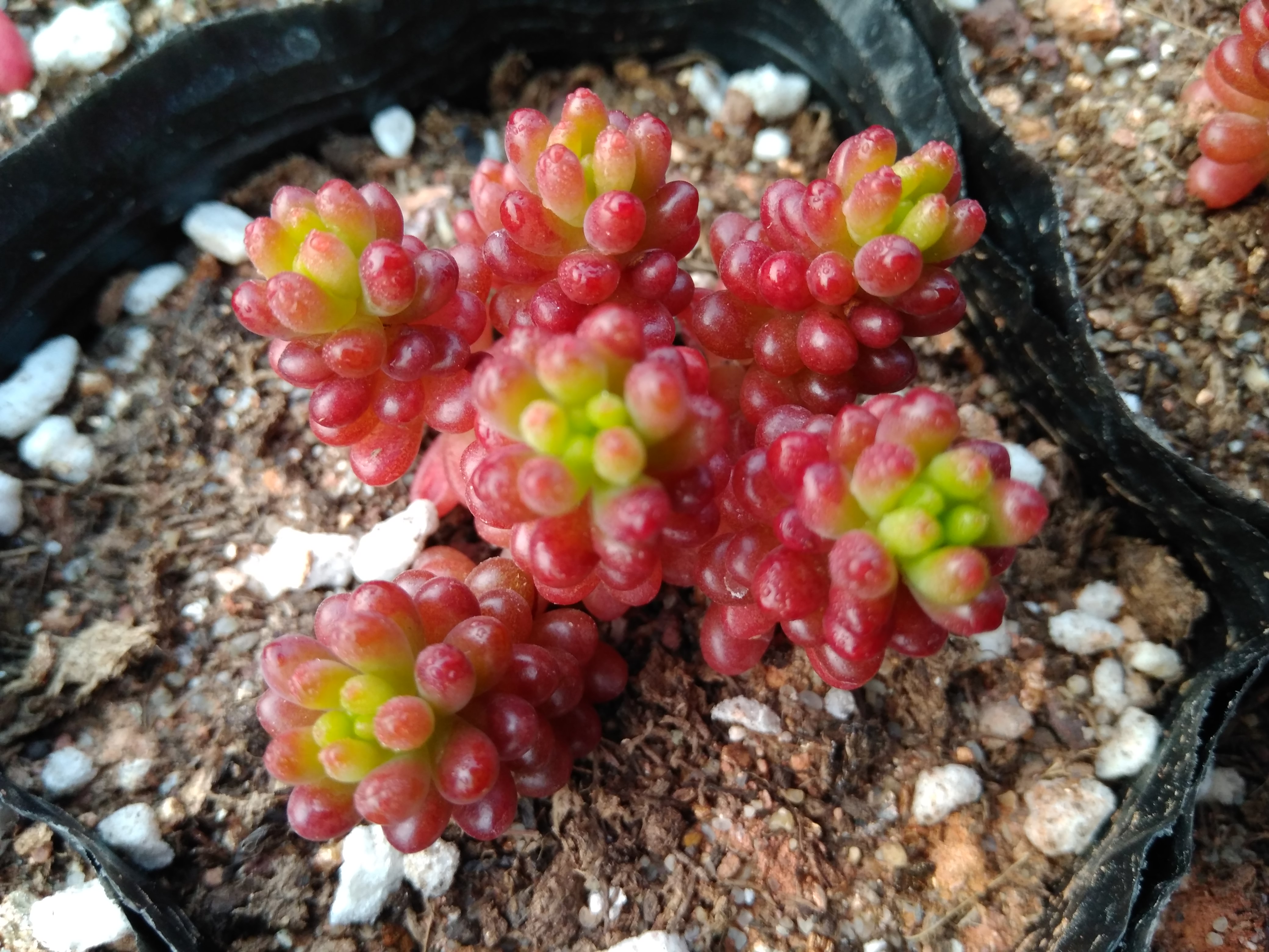 多肉植物小型正版红色浆果多头群生易爆绿植多肉植物