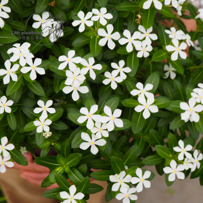 日本进口长春花盆栽苗蓝染姣迷你长春花多年生耐热夏季开花植物