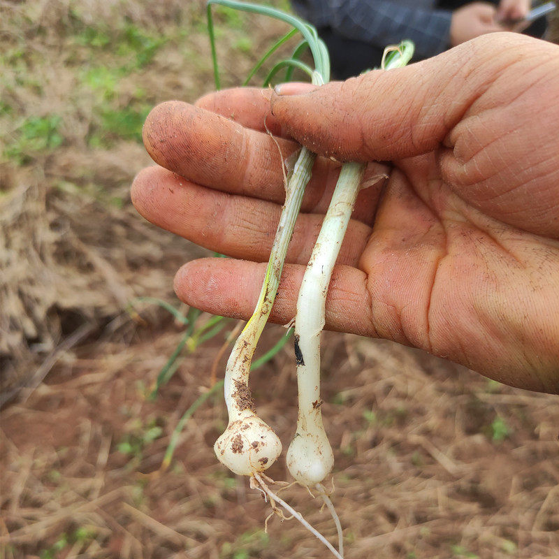农家江西新鲜采摘野荞头野葱野蒜小根大脑蒜籽葱类