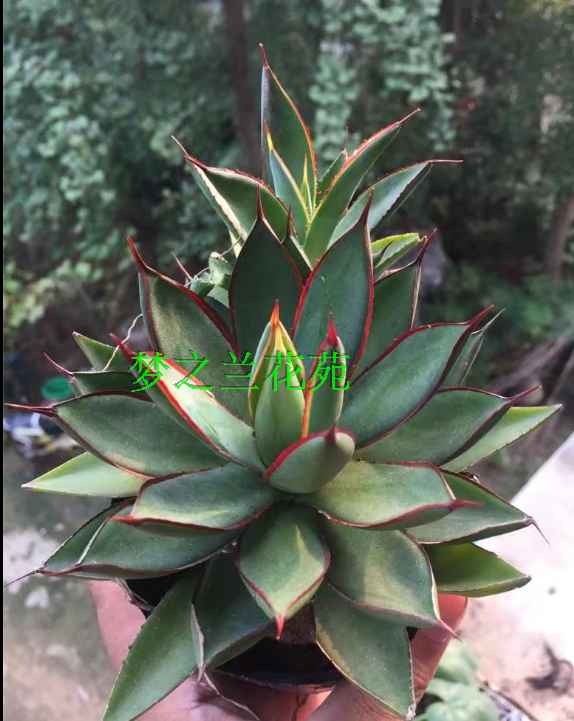 实拍多肉多浆 龙舌兰科 龙雷 多肉植物花卉绿植盆栽办公室萌肉肉